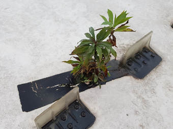 Photo of vegetation growing on a commercial flat roof